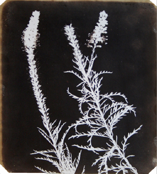 James Hyman Gallery in Savile Row has extended their hugely popular early photography exhibition ‘The Age of Salt: Art, Science and Early Photography’ until  March 31. The show includes one of William Henry Fox Talbot’s greatest works  ‘Veronica in Bloom’ (1840). Image courtesy of James Hyman Gallery.